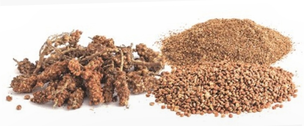 سماق قهوه ای - Thumbnail 1