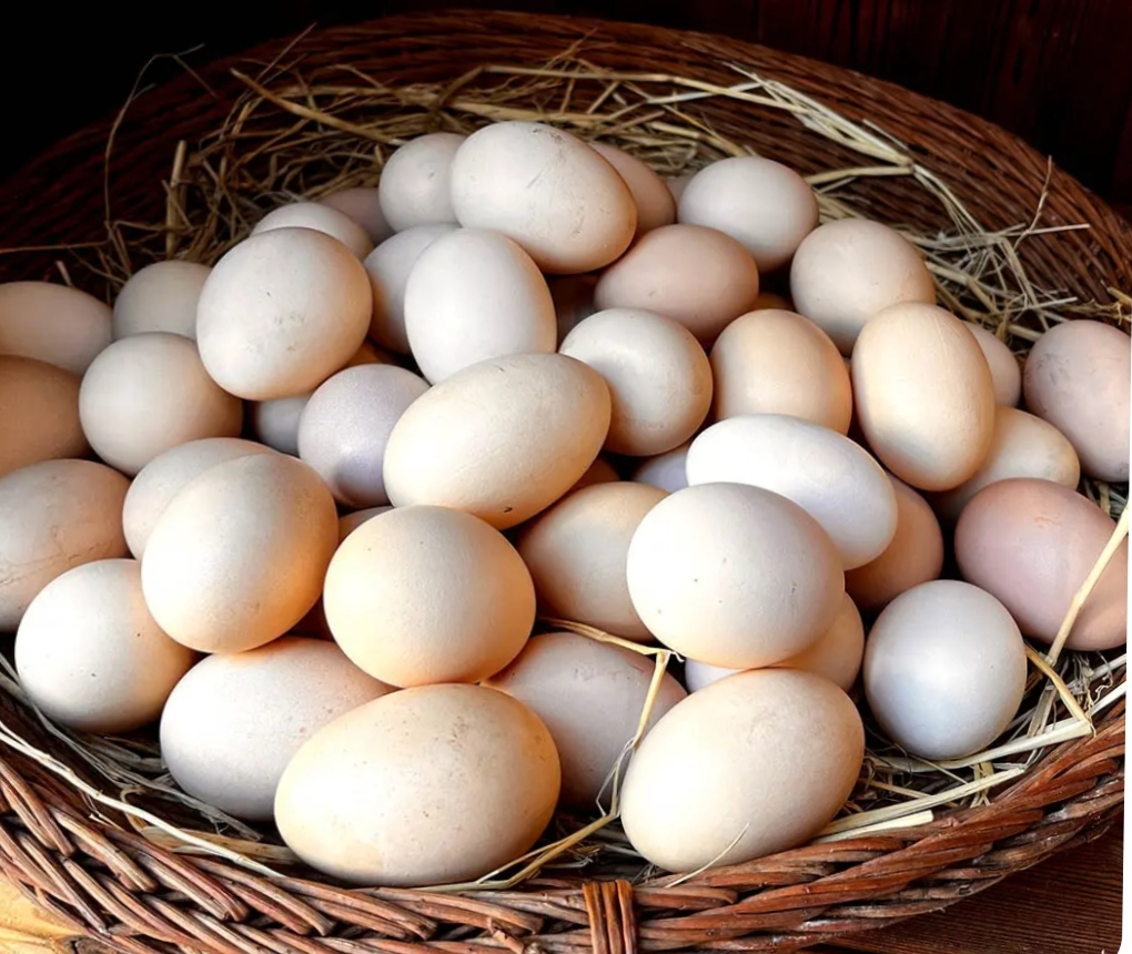 تخم مرغ محلی تازه