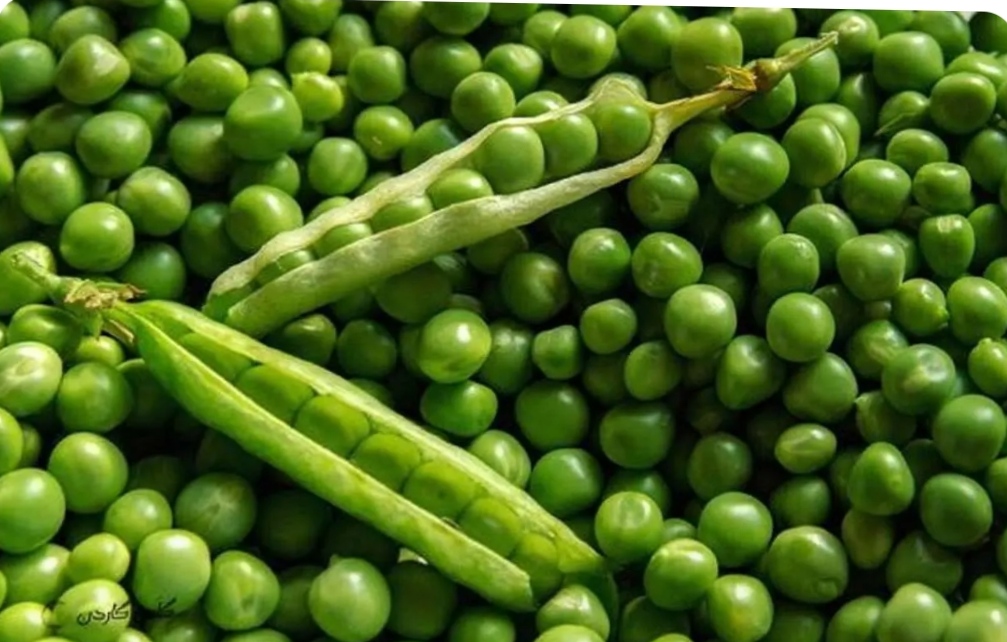 نخود فرنگی تازه و درشت